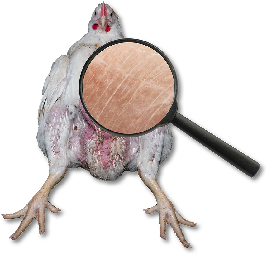 Masthuhn