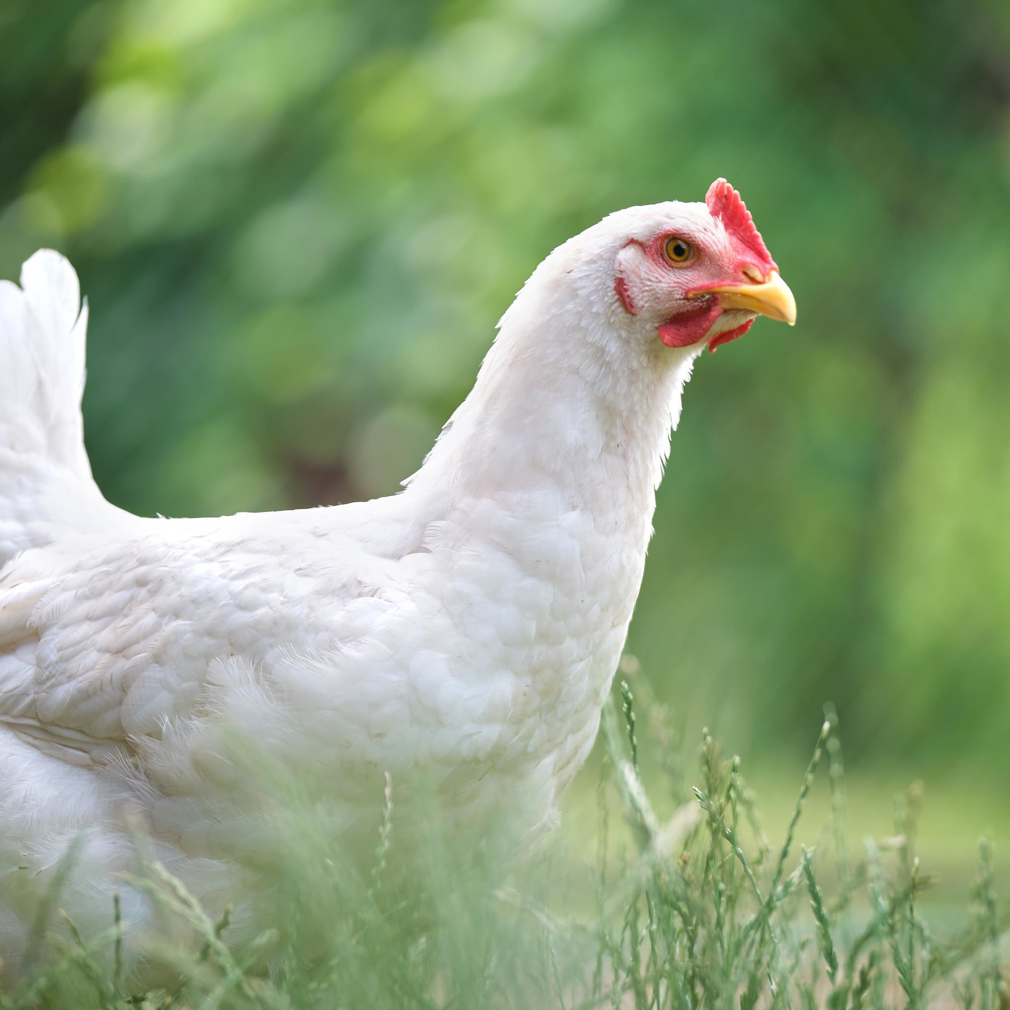 Huhn