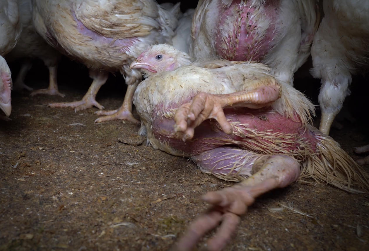 Huhn