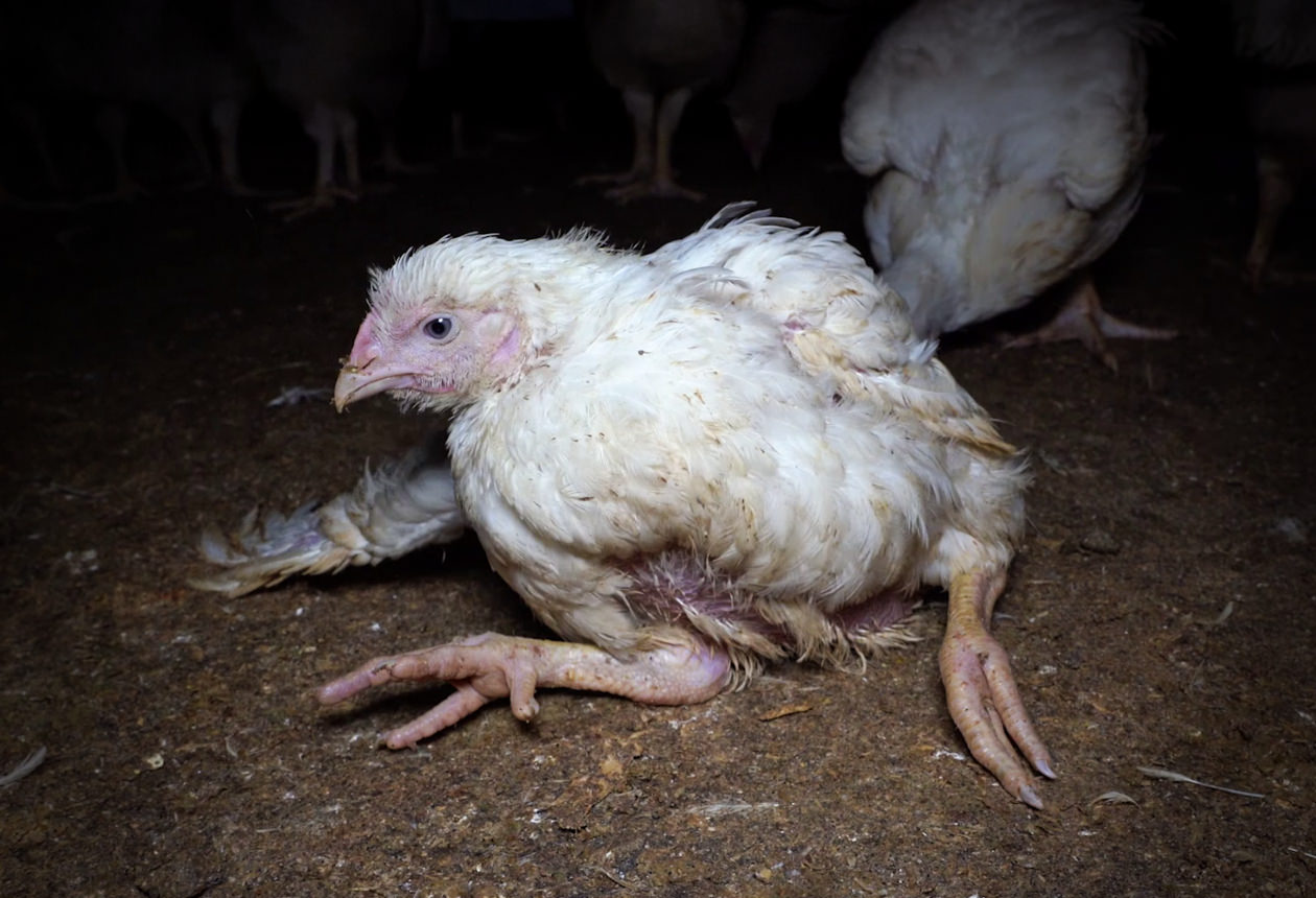 Huhn